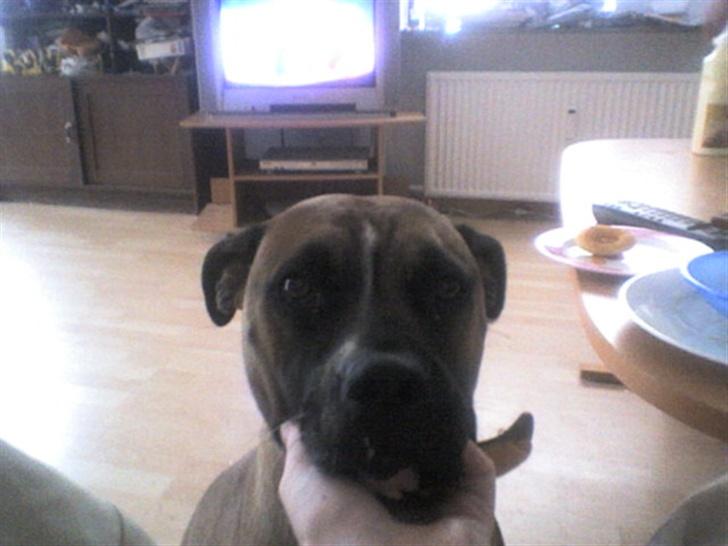 Blanding af racer kikki billede 15