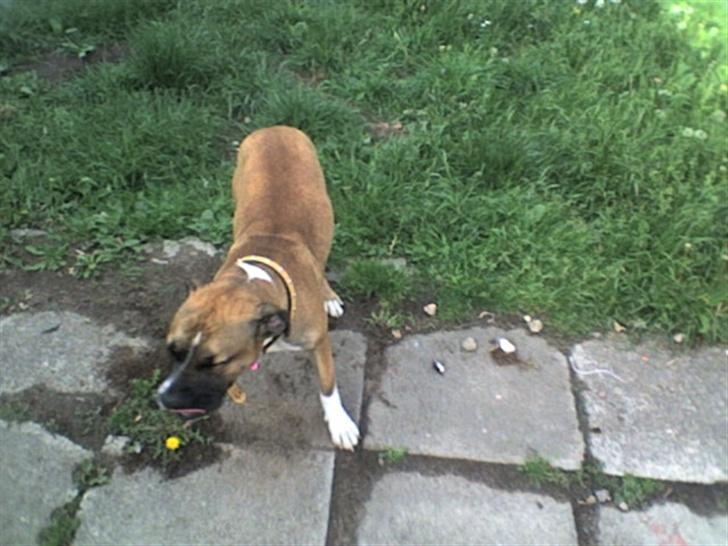 Blanding af racer kikki billede 16