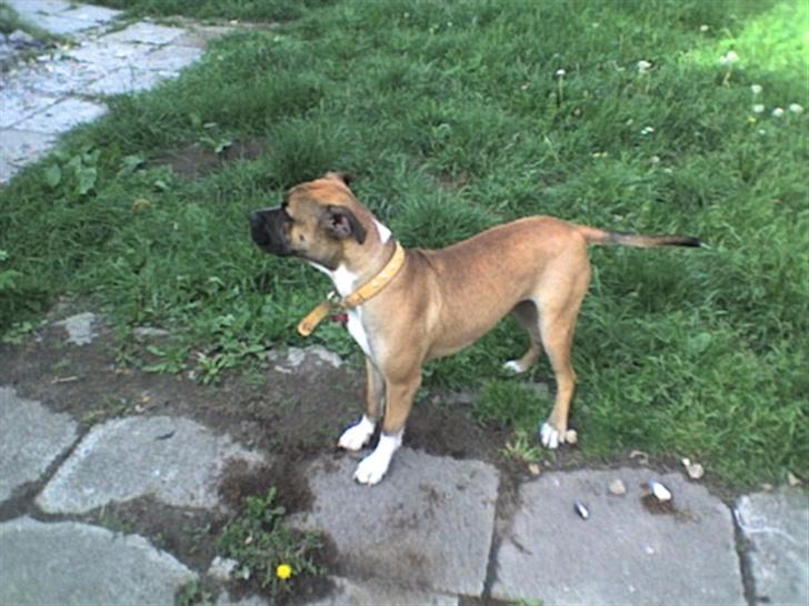 Blanding af racer kikki billede 17