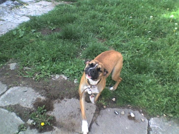 Blanding af racer kikki billede 18