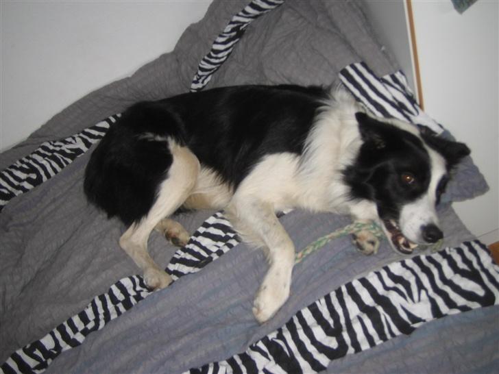 Border collie Chili billede 5