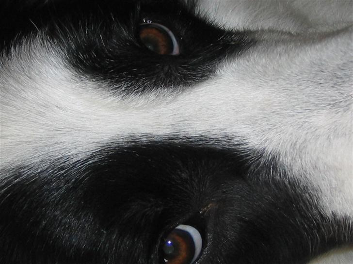 Border collie Chili billede 6