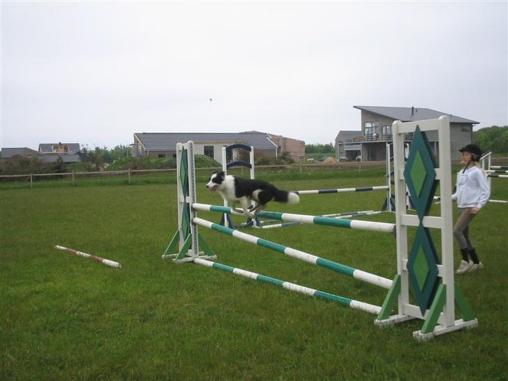 Border collie Chili billede 7