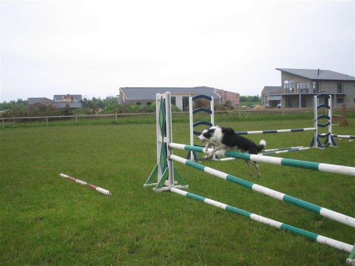 Border collie Chili billede 8