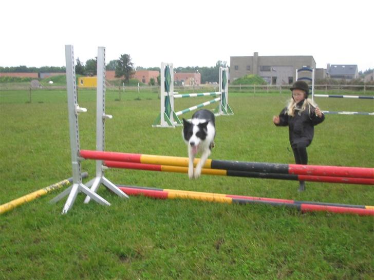 Border collie Chili billede 9