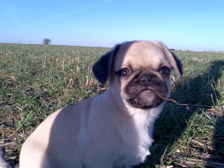 Blanding af racer Tyson (Mops/Tibber) - 13 uger billede 12