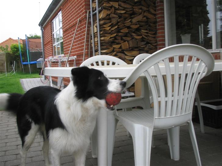 Border collie Chili billede 10
