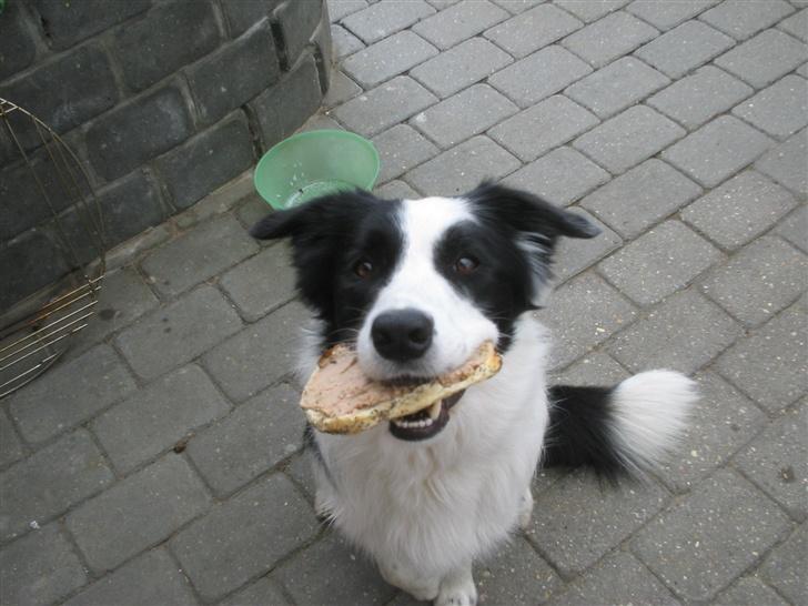 Border collie Chili billede 11