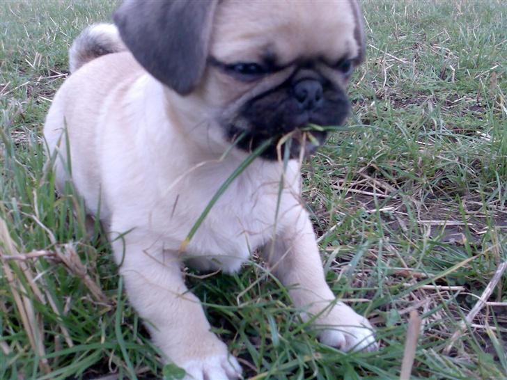 Blanding af racer Tyson (Mops/Tibber) - 13 uger billede 13