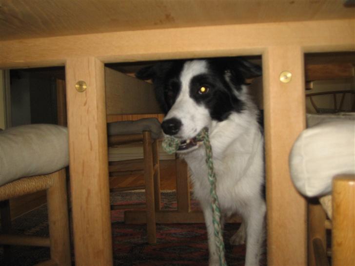 Border collie Chili billede 12
