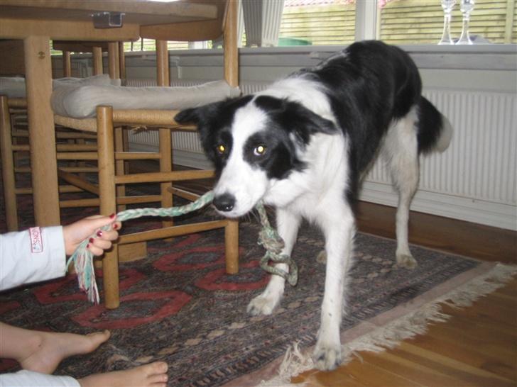 Border collie Chili billede 13