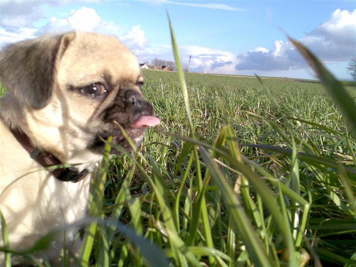 Blanding af racer Tyson (Mops/Tibber) - 13 uger billede 14