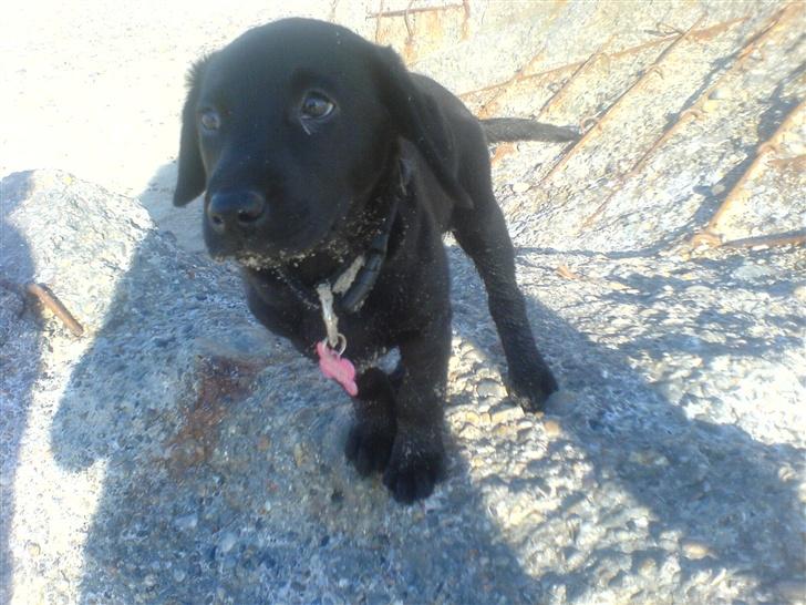 Labrador retriever Kinky - Kinky 2½mdr... Nu ved jeg også hvad en bunkers er :p billede 6