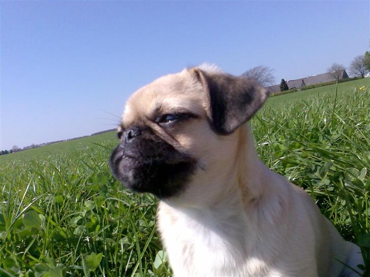 Blanding af racer Tyson (Mops/Tibber) - 19 uger billede 15