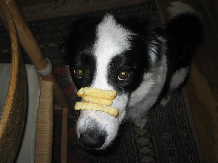 Border collie Chili billede 14