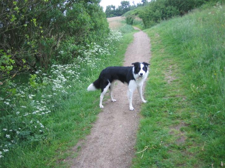 Border collie Chili billede 15