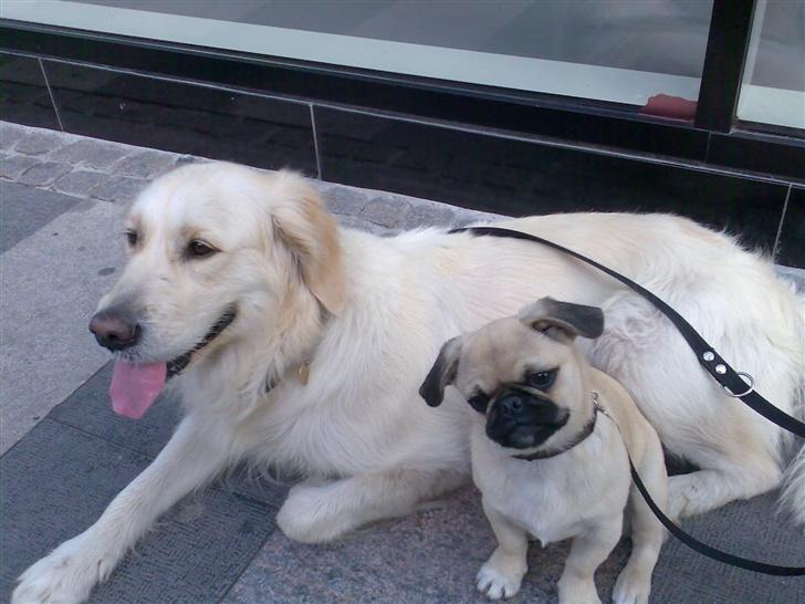 Blanding af racer Tyson (Mops/Tibber) - Tyson 20 uger og Chili billede 16