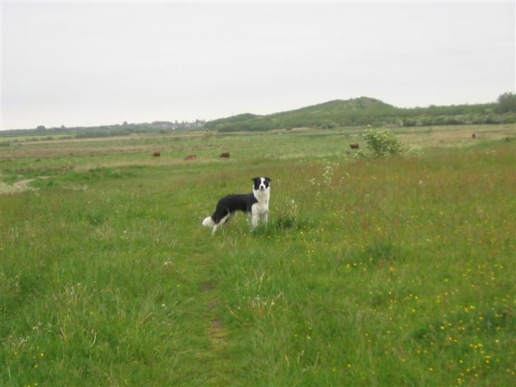 Border collie Chili billede 16