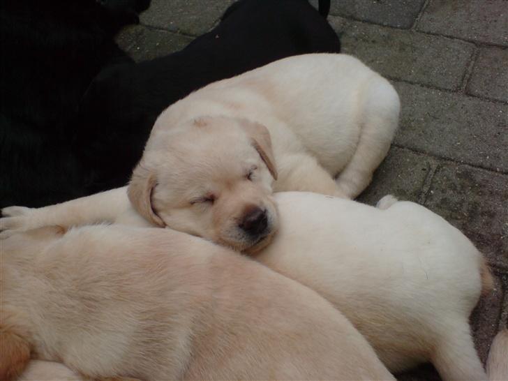 Labrador retriever Rolex - 36 dage billede 9