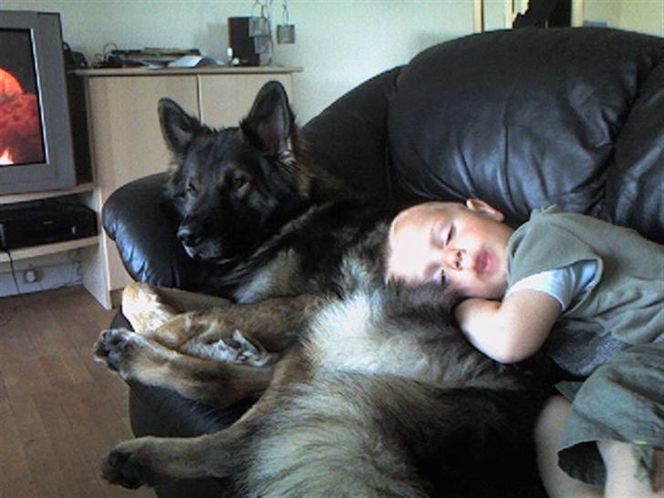 Schæferhund Bodo - Ja ja Du må godt bruge mig som hovedpude Jay...  billede 7