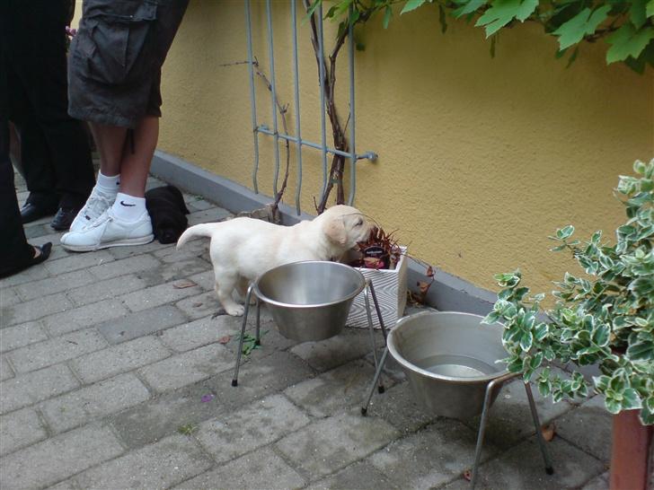 Labrador retriever Rolex - 36 dage billede 10