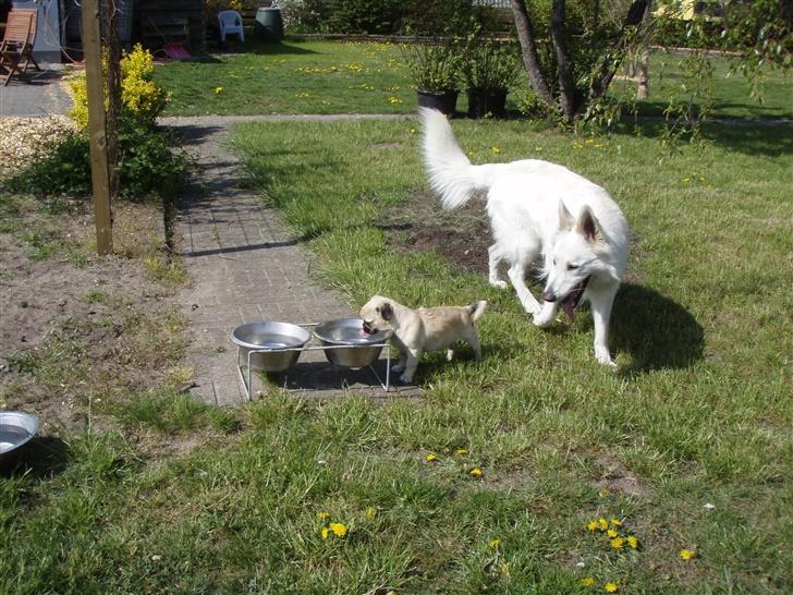 Blanding af racer Tyson (Mops/Tibber) - 21 uger og Boss billede 17