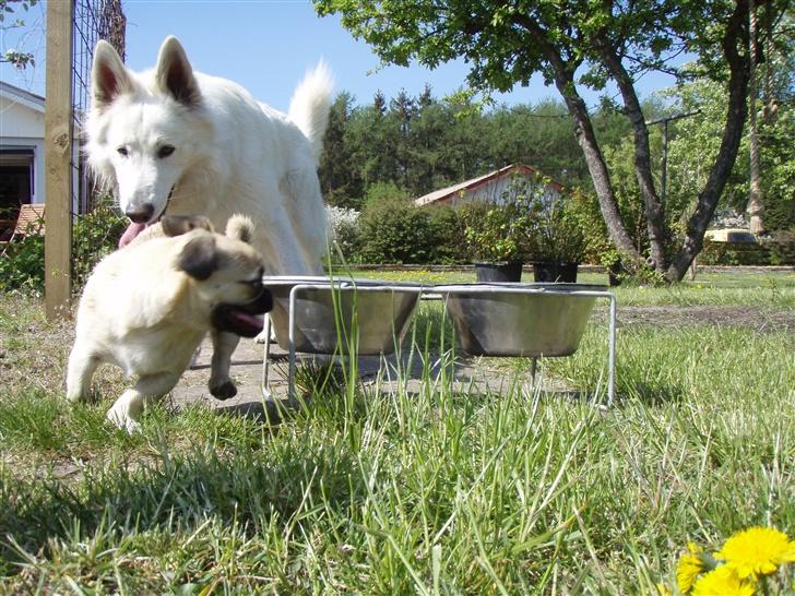 Blanding af racer Tyson (Mops/Tibber) - 21 uger og Boss billede 18