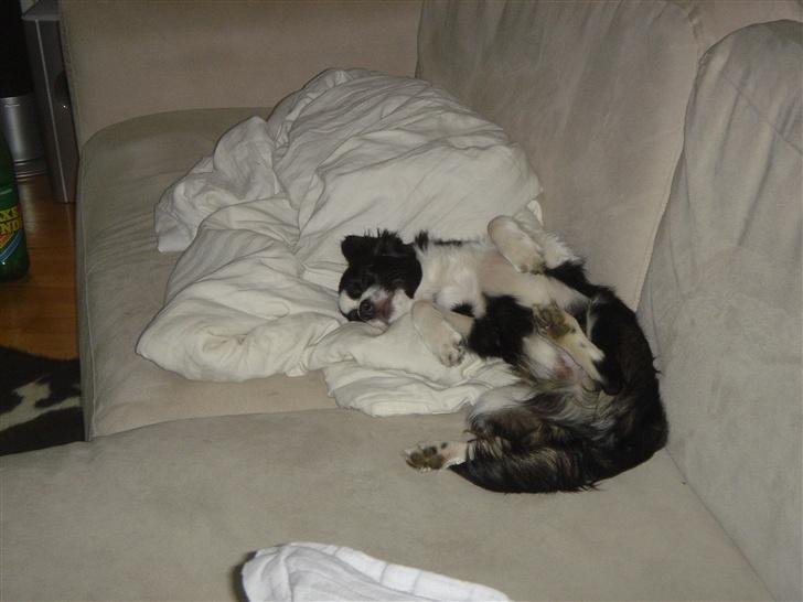 Papillon Kiddo billede 9