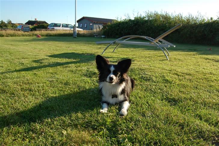 Papillon Kiddo billede 10