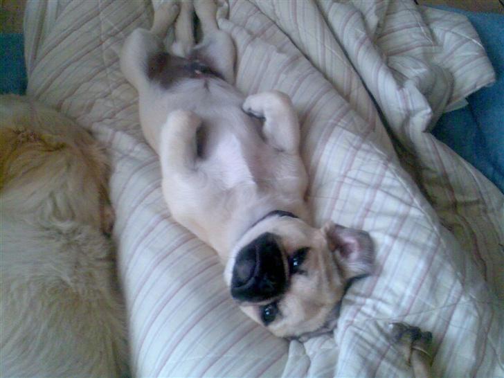 Blanding af racer Tyson (Mops/Tibber) - 22 uger billede 19