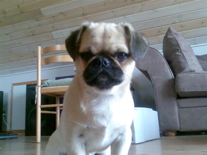 Blanding af racer Tyson (Mops/Tibber) - 24 uger billede 20