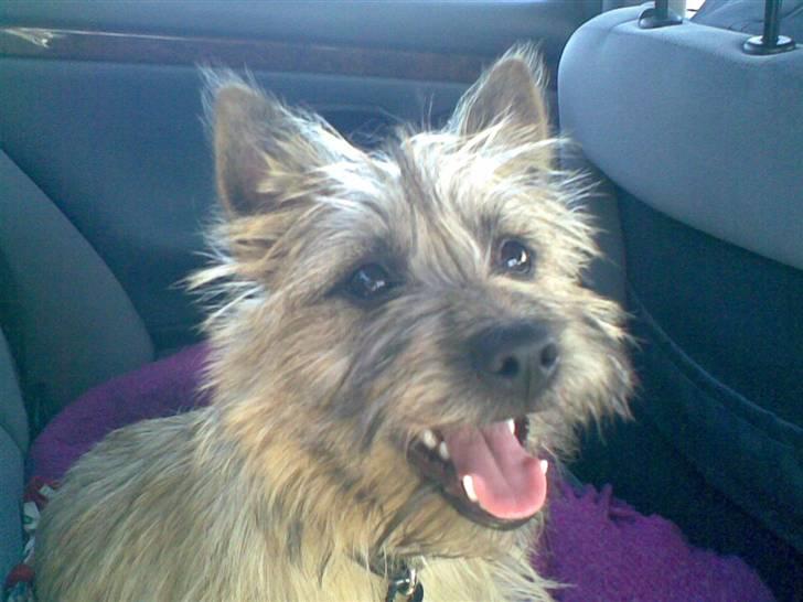 Cairn terrier oliver :)  - Altid glad <3 ;)  billede 1