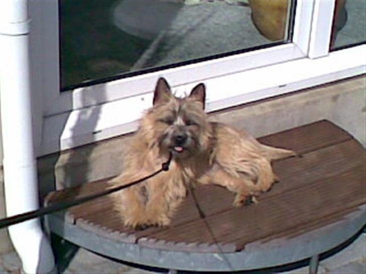 Cairn terrier oliver :)  - gå tur <33  billede 2