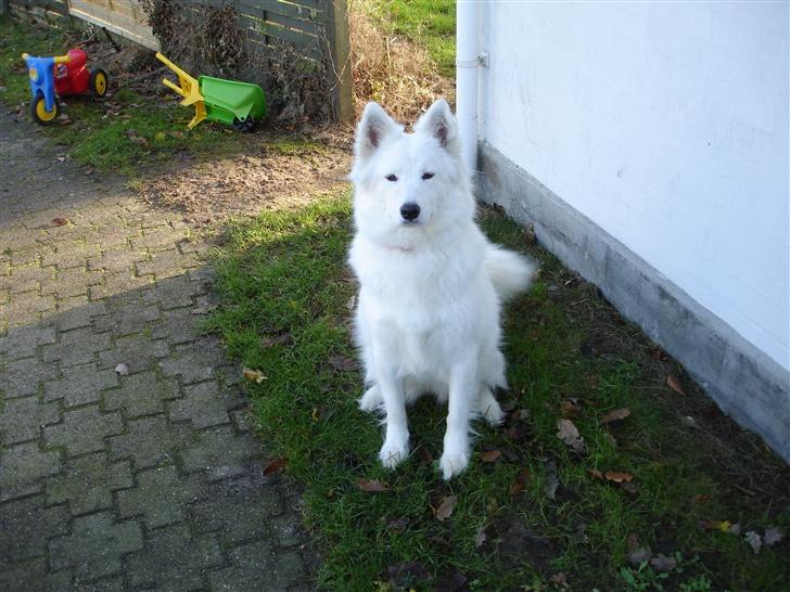 Samojedhund Sally - Smukke Sally! billede 2