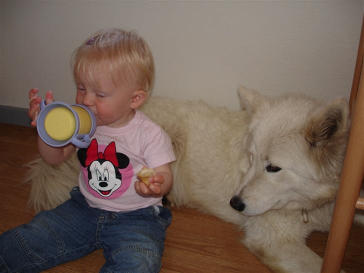 Samojedhund Sally - Sally og Mira hygger sig. billede 3