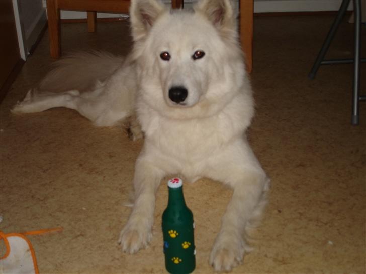 Samojedhund Sally - Sally har fået en øl - med piv i... billede 4
