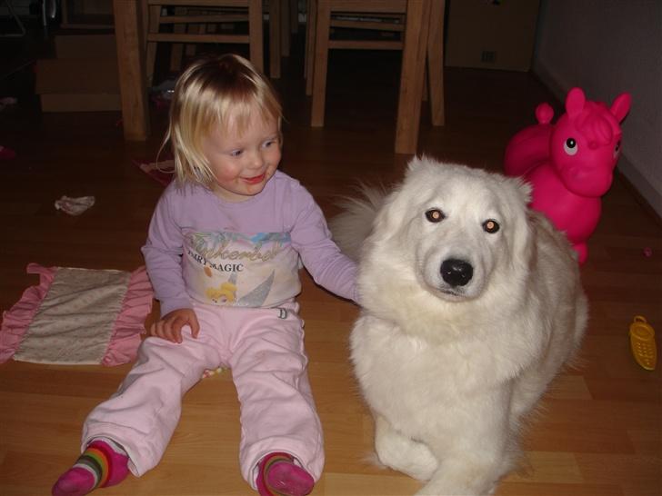 Samojedhund Sally - Mira leger med Sally billede 5