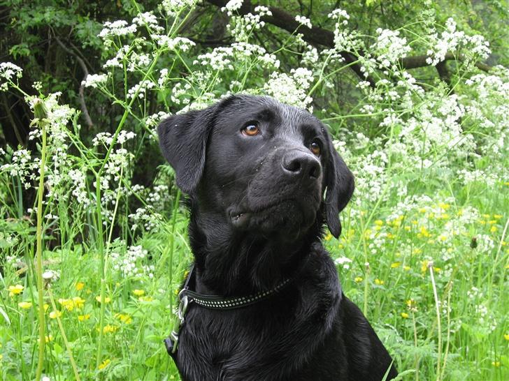 Labrador retriever Marcus - Marcus billede 1