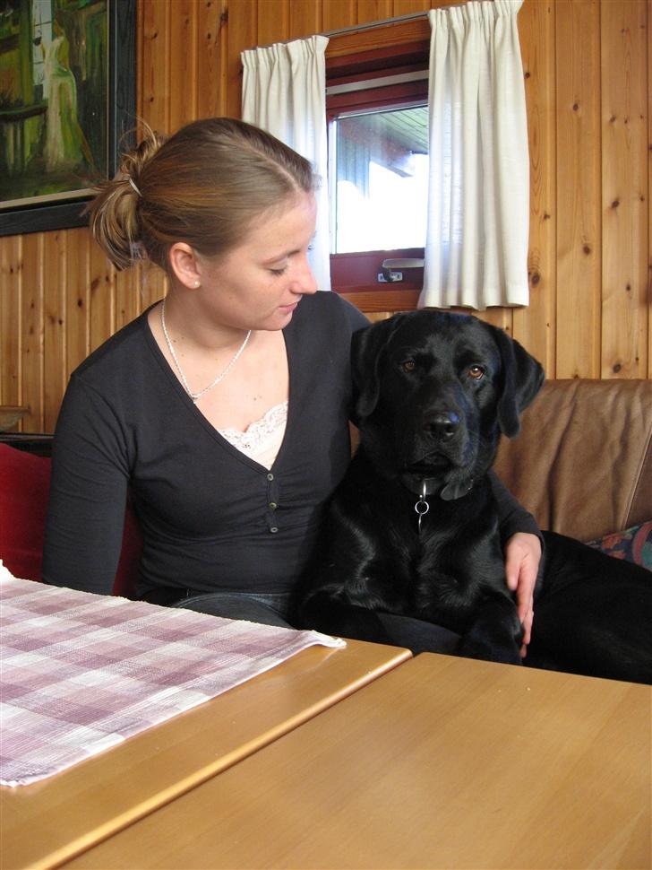 Labrador retriever Marcus - Marcus og jeg i sofaen :-) billede 2