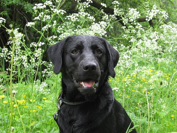 Labrador retriever Marcus - Marcus billede 3