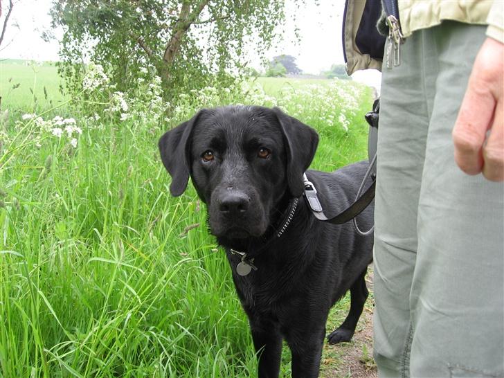 Labrador retriever Marcus billede 5