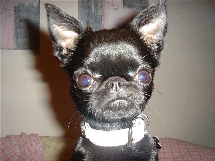 Griffon petit brabancon Louie billede 1