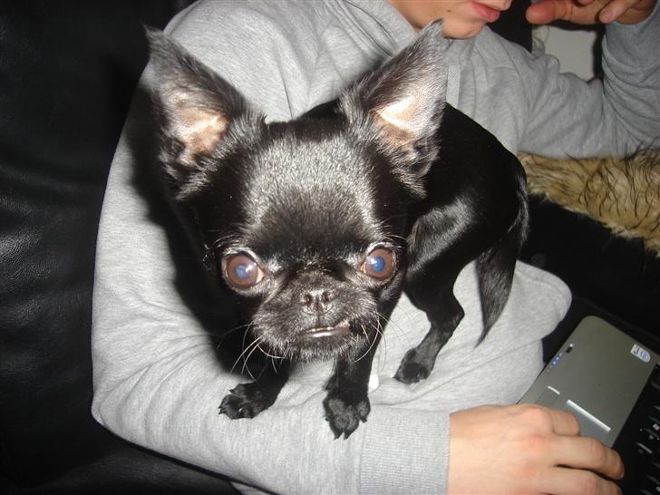 Griffon petit brabancon Louie billede 2