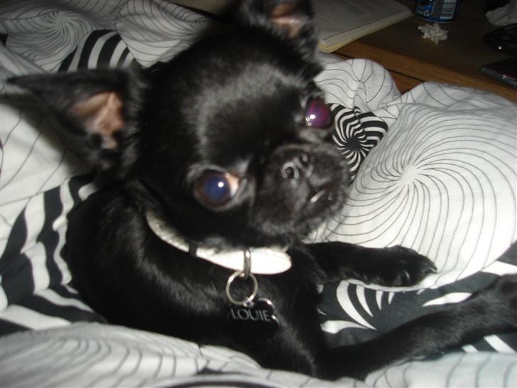 Griffon petit brabancon Louie billede 3