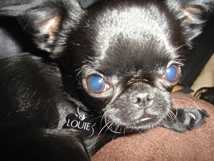Griffon petit brabancon Louie - En meget træt lille Louie billede 4