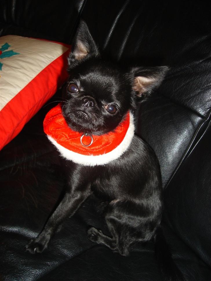 Griffon petit brabancon Louie - Louie fejrer juleaften billede 5