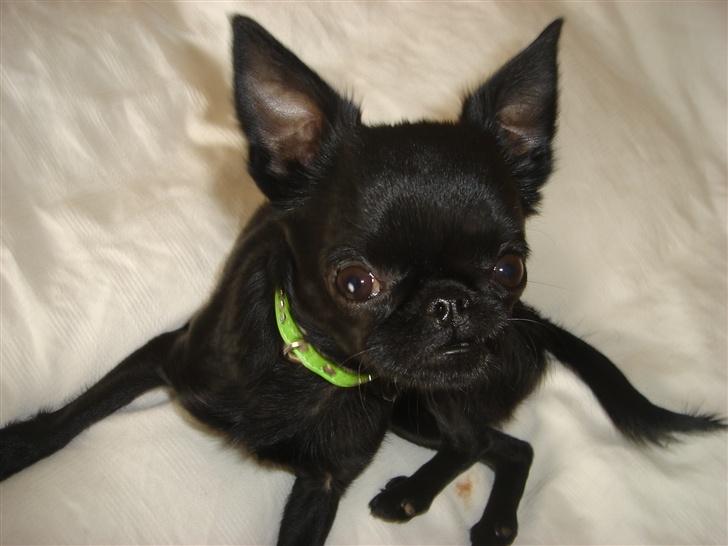 Griffon petit brabancon Louie billede 6