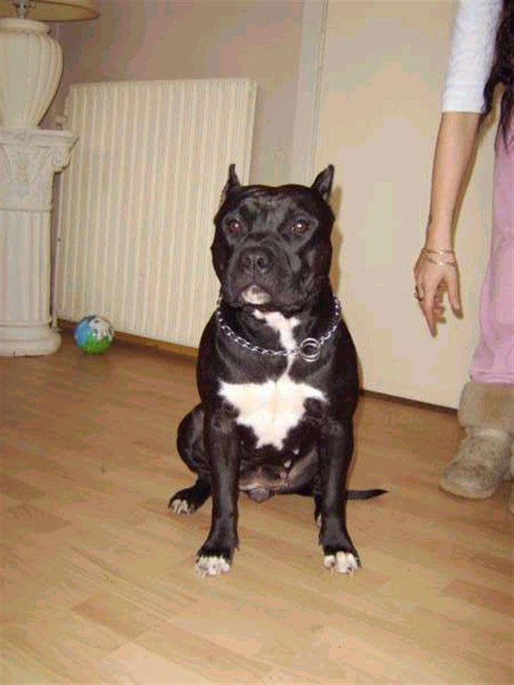Amerikansk staffordshire terrier Smilla *R.I.P.* feb. 2010 - Smilla´s mor billede 13