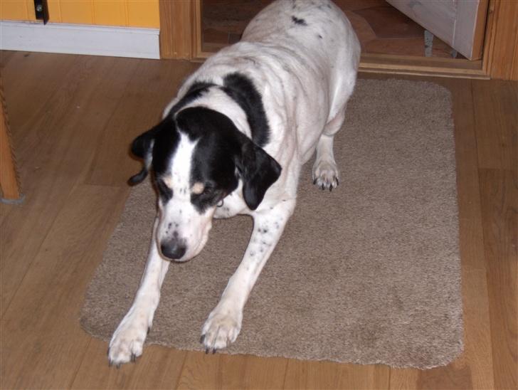 Blanding af racer Laban R.I.P. billede 8