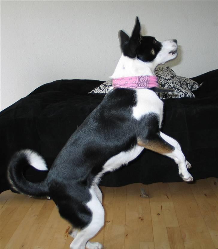 Blanding af racer Bella himmel hund  - 1 2 3 hop se hvor stor jeg er.. billede 5